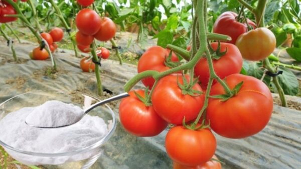 Backpulver ist der beste Freund eines Gärtners: Hier sind 10 clevere Anwendungen im Garten