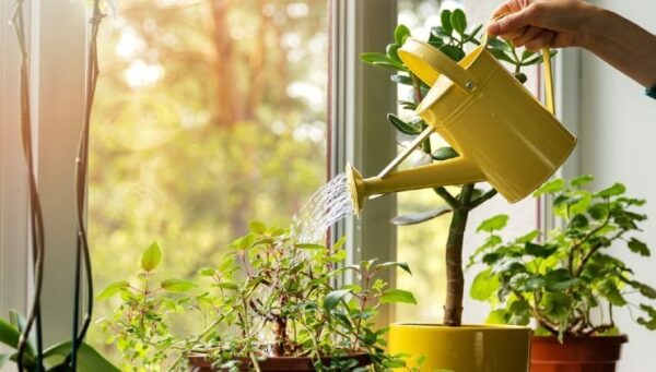 Blumen, wenn man sie so gießt, verrotten sie in keinem Boden: ein Trick von Großmüttern