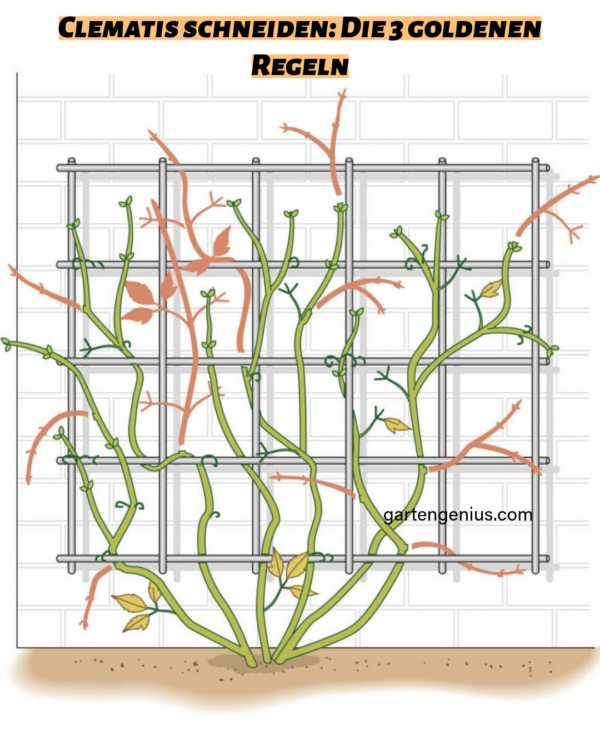 Clematis: Beschneidung