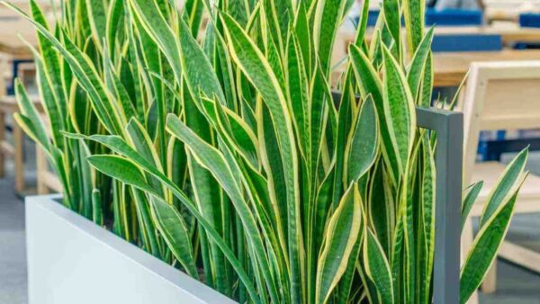 Die Sansevieria: Ein grünes Wunderwerk mit außergewöhnlichen Eigenschaften