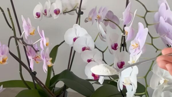 Gesunde Wurzeln und üppige Blüten – das ist das Geheimnis, das Sie Ihren Orchideen mit auf den Weg geben müssen.