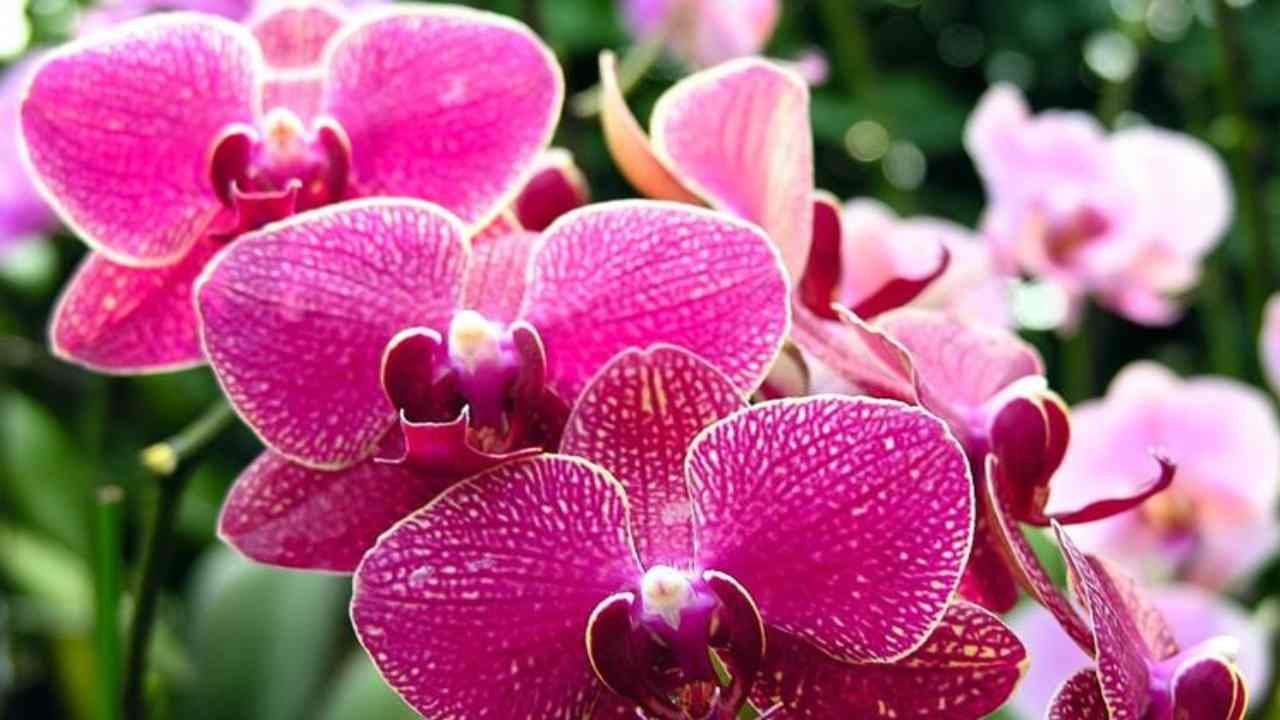 Orchidee: die Methode der Gärtner