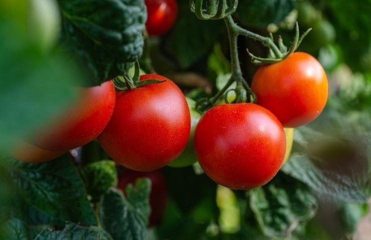 Top-Tomaten 