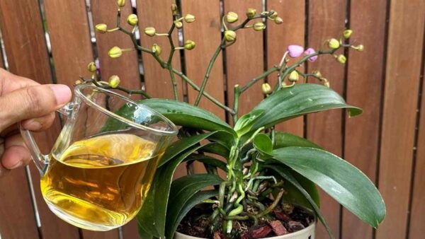 Nur 1 Tasse pro Monat reicht aus: Sowohl Blumen als auch Wurzeln blühen das ganze Jahr über