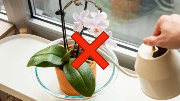 Orchidee, dieser Fehler ist gefährlich: Sie riskieren, sie nach 7 Tagen wegzuwerfen.