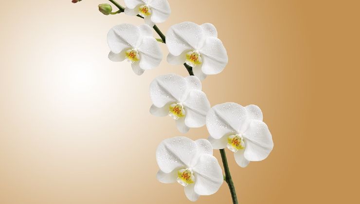 Orchideenzweige