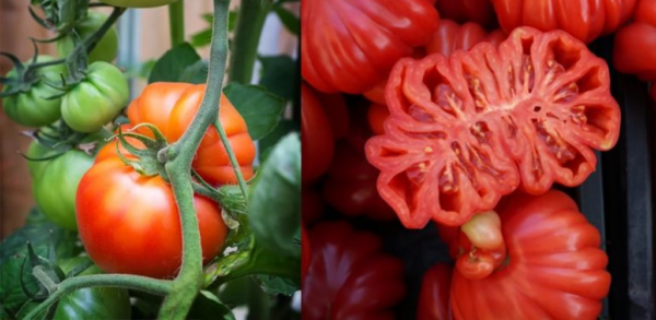 Pflanzmethoden und wichtige Pflegetipps für den Anbau der besten Tomaten – hochwertige Ernte