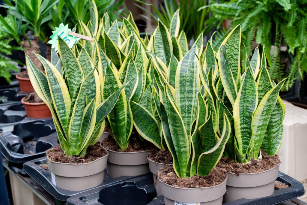 Sansevieria