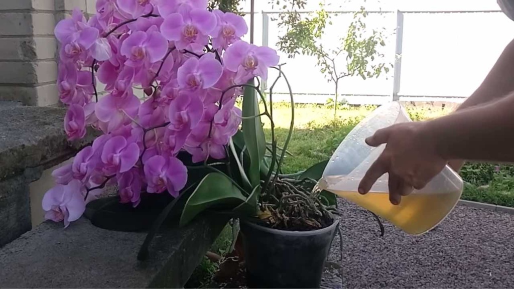 Orchidee, gießen Sie es so und Sie werden es schön, stark und üppig haben: Das ist der Trick!