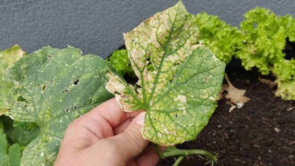 Sprühen Sie diese Flüssigkeit auf die Blätter von Gurken und Tomaten: Sie vergilben nicht mehr.