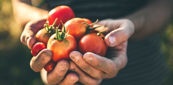 Tomaten pflanzen: 5 gute Gründe, eigene Tomaten anzubauen