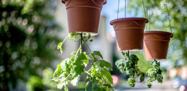 Umgekehrter Anbau von Tomaten: eine innovative Methode zur Raumoptimierung