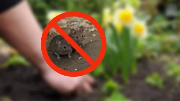 VERGRABEN SIE DIESE PFLANZE JEDES JAHR IM GARTEN UND ES WIRD KEINE RATTEN GEBEN.