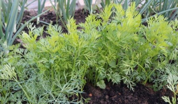 Verteilen Sie dieses Pulver auf einem Gartenbeet mit Karotten und sehen Sie, wie groß und glatt es wird.