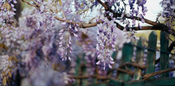 Verwandeln Sie Ihren Garten mit diesen 7 schnell wachsenden Kletterpflanzen