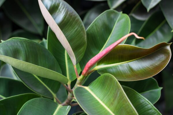 Wie man Ficus robusta zu Hause anbaut und Schadstoffen entgegenwirkt