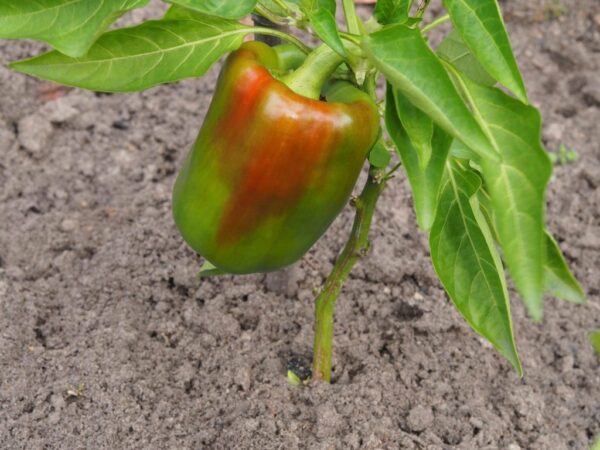 Wie man Paprika richtig in Töpfen anbaut