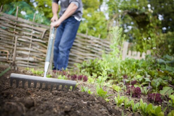 Wie man einen Gemüsegarten von Grund auf neu anlegt, von der Bodenvorbereitung bis zur Bepflanzung